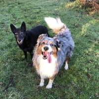 Mes chiens